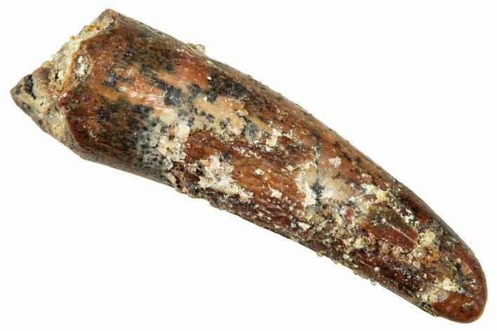 Fossil Pterosaur (Siroccopteryx) Tooth - Morocco #245977